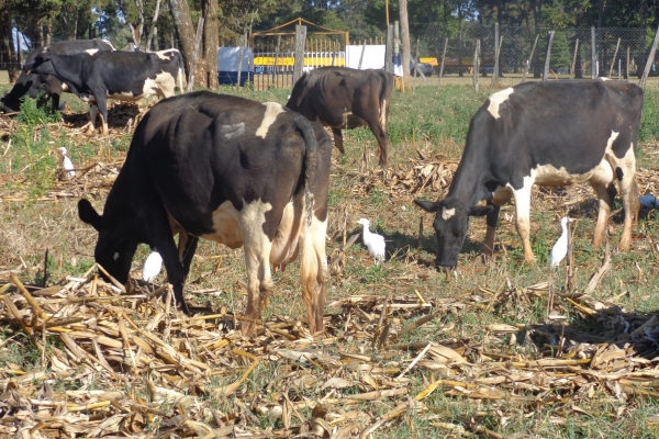 Dairy cattle feeding on maize stover a major source of feed during the dry periods in Embu, Kenya  (Photo by Gichangi, E.M.)