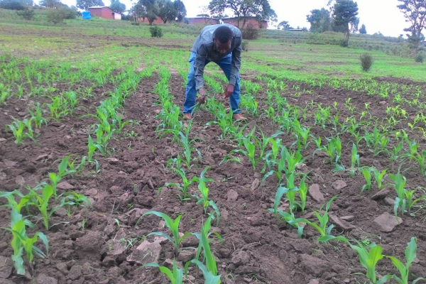Early growth of Maize